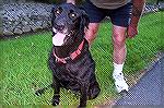Lizzy is a female Black Labrador retriever about 8 years old with a wonderful temperament. She is healthy and neutered and currently in Ocean Pines. Izzy's owner, due to personal circumstances, is for