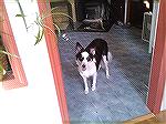 Molly is a 2 year old Border Collie who must be given up by her owner. She is house and crate trained and good with children and other dogs in her neighborhood. If anyone would like further informatio