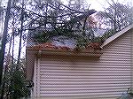 The top of a very large pine tree that attacked my house during the storm of 11-11-2009