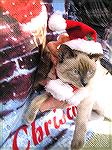 Happy Holidays, Merry Christmas from Judy and Jim Duckworth and our 7-month old Siamese kitten, &quot;Baby Blue.&quot;  It's Baby's 1st Christmas --