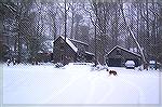 Therapy dog King checks out one of the biggest snowfall in Ocean Pines in years. Over 10".