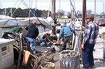 Skipjack crew shovels oysters from deck into unloading bucket. Oyster dredge can be seen in foreground.