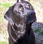 Jazz, 4 year old black Lab available for adoption at Worcester County Humane Society. Call 410-213-0146