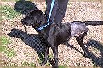 Jazz, 4 year old black Lab available for adoption at Worcester County Humane Society. Call 410-213- 0146.