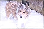 Therapy dog King enjoys snowstorm in the Pines during Christmas 2010.