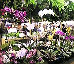 
Photo of Orchids taken by Judy Duckworth at the Philadelphia Flower Show on 3/7/11.
Theme of Show:  "SPRINGTIME INPARIS"