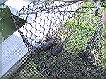 Ocean Pines resident Bill Bundy pulled in his crab trap that was tied off his dock in the Pines and got a real surprise. Is it possible, was it April fools or friends playing a prank? 
