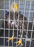 Injured Bald Eagle on his way to the specialists.
Severely injured adult Bald Eagle was rescued from the bay this afternoon.  I am not clear on what caused his injuries, but he was helpless in the wa
