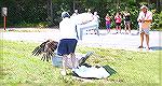 Spirit the injured Ocean Pines bald eagle