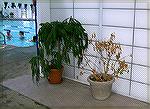 Potted Plants at the Sports Core Indoor Pool, August 4, 2011. There were more dying plants that I did not shoot. Do we need to create a position so that the plants are watered?