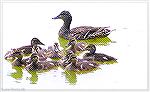 A mallard mother and her brood at the South Gate Pond.