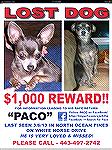 "Paco" the missing puppy from White Horse. Dr.