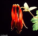 This image was cropped from the prior image, Wildflower 1.
Wildflower 1 was shot on Kodachrome 64 slide film using an Olympus OM-2 camera and an Olympus 50mm macro lens. To achieve the black backgrou