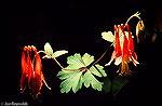 Original image of wildflower. This was shot on Kodachrome 64 slide film using an Olympus OM-2 camera and an Olympus 50mm macro lens. To achieve the black background an off camera flash was used to ill