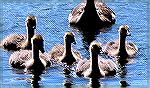 Young family of Canada geese explore the South Gate Pond at Ocean Pines, Maryland.