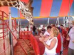 Andrea Barnes feeds giraffe at the Delaware State Fair.