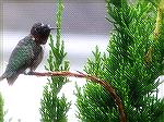 Taken by my son-in-law Bill Karns of a hummingbird perched in a japanese yew off our rear deck on Stacy Court in Ocean Pines. They land there frequently.
