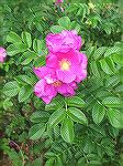 Ornamental rose plant