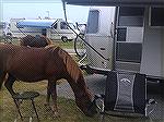 Assateaque Ponies visiting the camp site