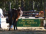 Coon Hunters Association sponsors the annual Mule competition at Powllesville.