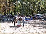 One of the most difficult stations for mule competitors was the rooster cage. 