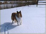 Therapy dog Tobi enjoys January 28th snowfall