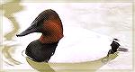 Canvasback Duck