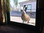 Resident Canada goose tries to enter Denovos restaurant. Looking to be added to menu?
