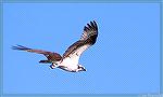 Osprey photographed just off Terns Landing in Ocean Pines. This is a 100% crop from a larger image.