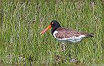 Oyster catcher on marsh in West Ocean City, Maryland.
