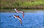 Oyster catchers on the wing along marsh in West Ocean City, Maryland.