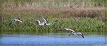 Oyster catchers on the wing in West Ocean City, Maryland.