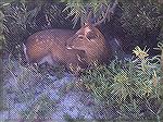 Assateaque deer