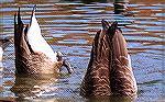 Canada geese feeding at the South Gate Pond, Ocean Pines, Maryland.