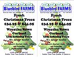 Bluebird Farms Christmas trees.