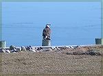 Eagle on our bulkhead.