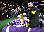 2015 Westminster Dog Show winner, a Beagle named  Miss P, with handler Will Alexander, a student of Ocean Pines resident George Alston.