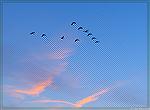 While photographing a sunset over Manklin Creek these geese flew by in formation. I liked the wing-shaped cloud formation at the bottom.