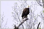 The Eagles are back. I'm always on the lookout when I do my daily walk around the South Gate pond. First I thought I spotted a juvenile and then saw an adult in a tall tree. I ran home and got my bino