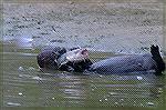 Otter eats a catfish. 