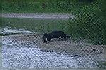 
Otter carries catfish back to the pond.