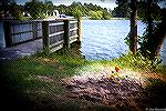 Burial site for Martha the Goose at the Veterans Memorial Pond at Ocean Pines.