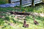 Burial site for Martha the Goose at the Veterans Memorial Pond at Ocean Pines.