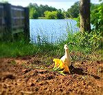 Burial site for Martha the Goose at the Veterans Memorial Pond at Ocean Pines. Photo from Peggy Turner.