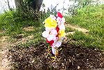 As of June 16, 2015 a new grave site urn of flowers adorns the grave of Martha the Goose along the edge of Veterans Memorial Pond. The burial on OPA property was approved by General Manager Bob Thomps