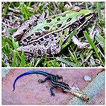 Southern Leopard Frog and Juvenile Five-Lined Skink -wildlife in the yard.
