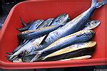 A wheelbarrow full of dolphin fish (Mahi-mahi) waiting to be cleaned at the docks outside Sunset Grille in West Ocean City.