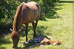 The newst member of the Assateaque Herd