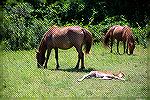 Assateague Pony foal. Photo taken on August 2, 2016. Foal was perhaps one or two days old according to park ranger.