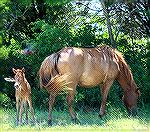 Assateague Pony foal. Photo taken on August 2, 2016. Foal was perhaps one or two days old according to park ranger.